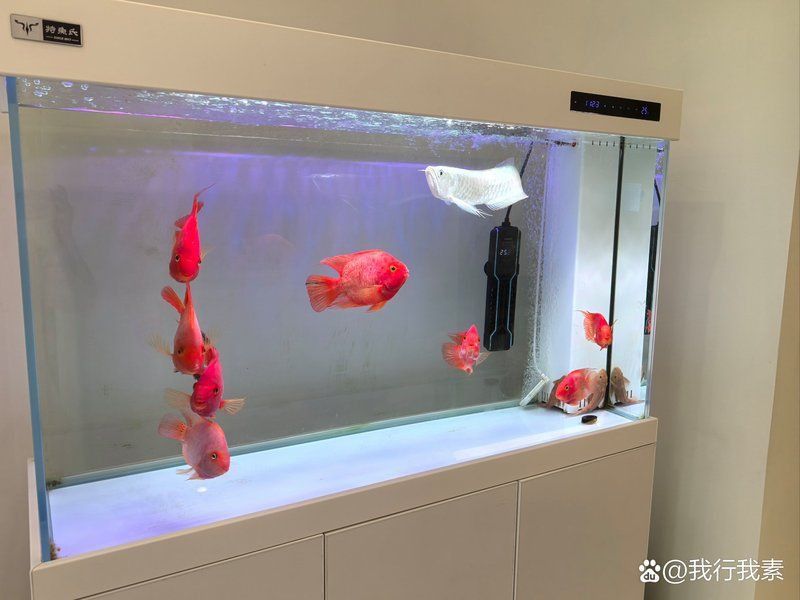 阿莫西林治療魚病有哪些副作用？