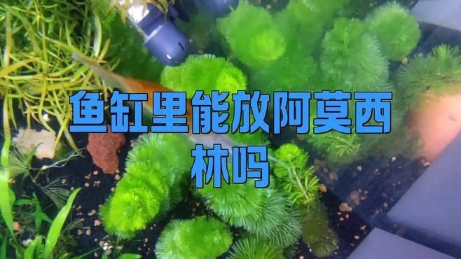 阿莫西林治療魚病有哪些副作用？