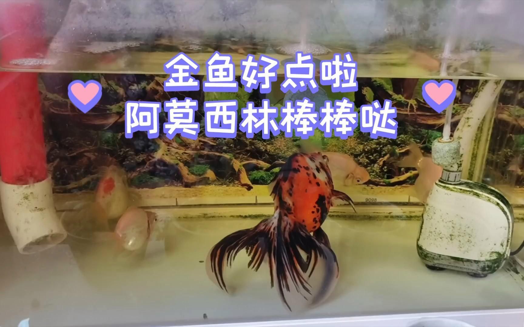 阿莫西林治療魚病有哪些副作用？