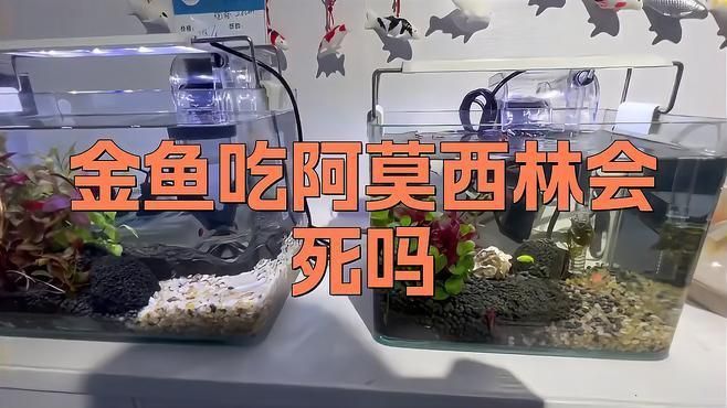 阿莫<strong><mark>西林</mark></strong>治療魚病有哪些副作用？