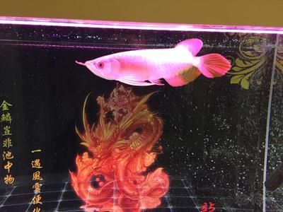 龍魚乒乓球（龍魚與乒乓球之間的關系主要體現在龍魚的飼養管理上）