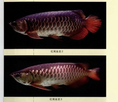 紅尾龍魚吃什么發(fā)色最好（紅尾龍魚吃什么發(fā)色好紅龍魚吃什么發(fā)色最好）