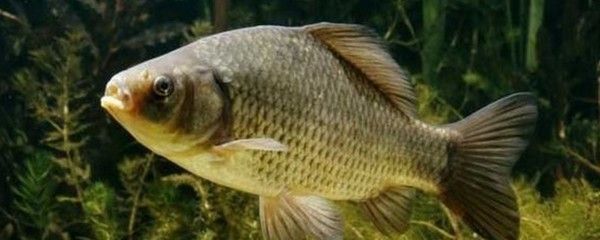 紅尾龍魚吃什么發(fā)色最好（紅尾龍魚吃什么發(fā)色好紅龍魚吃什么發(fā)色最好）