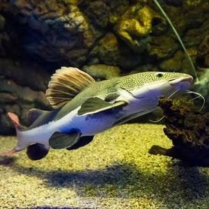 紅尾龍魚吃什么發(fā)色最好（紅尾龍魚吃什么發(fā)色好紅龍魚吃什么發(fā)色最好）