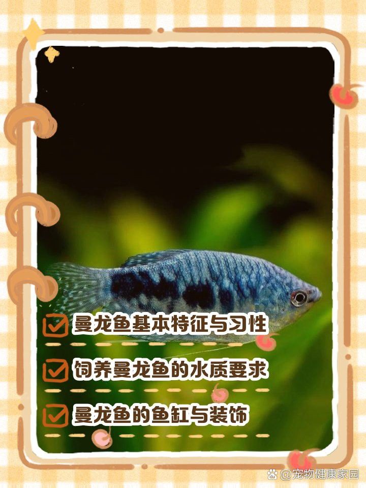 曼龍魚多久喂一次食物
