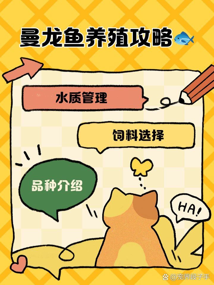 曼龍魚多久喂一次食物