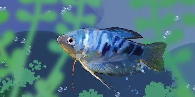 曼龍魚多久喂一次食物