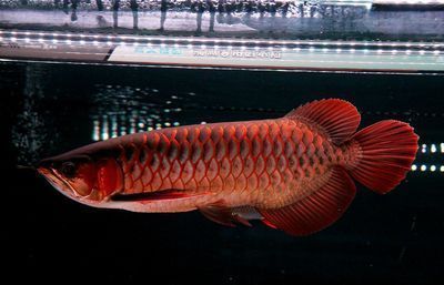 龍魚水質(zhì)怎么檢測：龍魚水質(zhì)檢測方法
