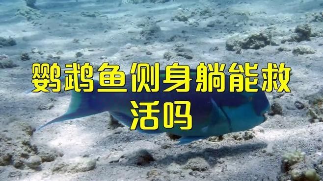 鸚鵡魚被龍魚咬傷怎么辦