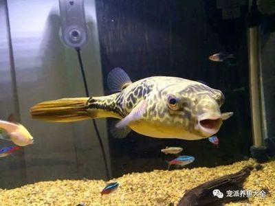 龍魚最近總是撞缸：龍魚撞缸可能由多種原因引起，
