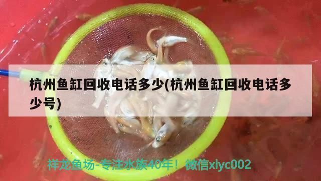 杭州紅龍魚回收電話號碼多少號（杭州紅龍魚回收電話號碼）