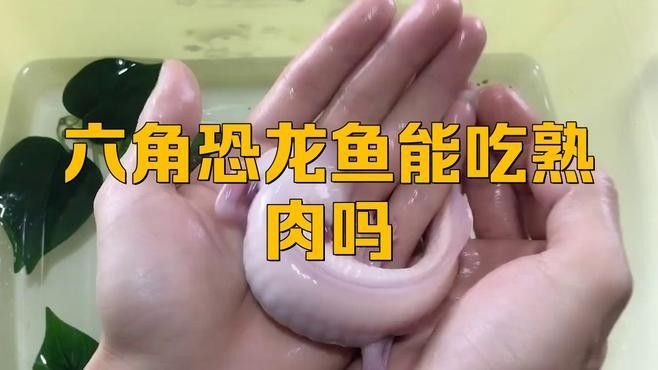 龍魚能吃熟肉嗎有毒嗎