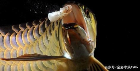 成年龍魚一次喂多少蝦：喂食成年龍魚的量應根據龍魚的大小和食量來確定