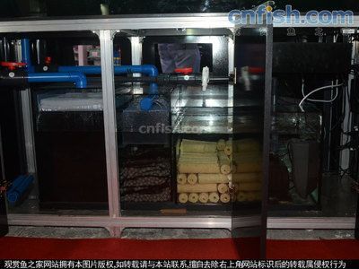 九條龍魚需要多大的缸：九條龍魚適合混養嗎？