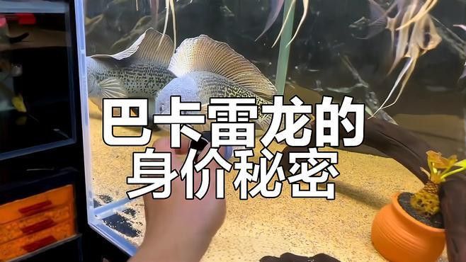 巴卡雷龍的市場價格是多少