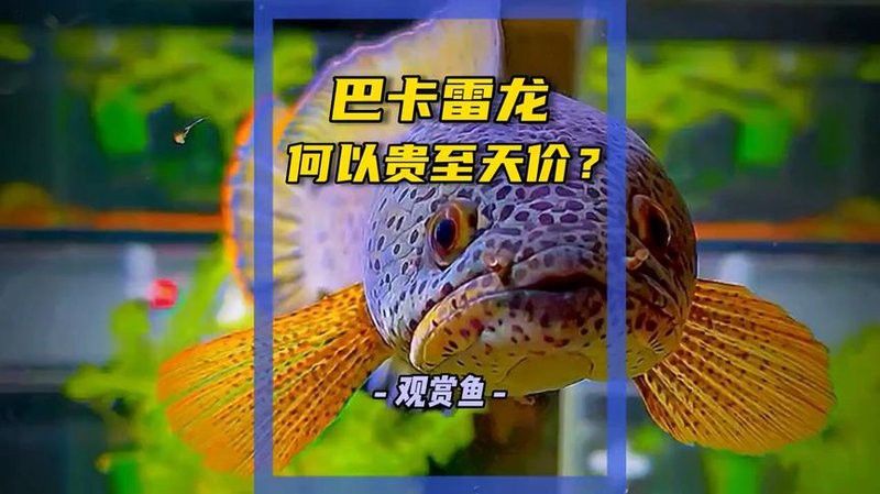 巴卡雷龍的市場價格是多少