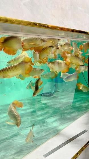 推薦一些性價比高的紅龍魚漁場