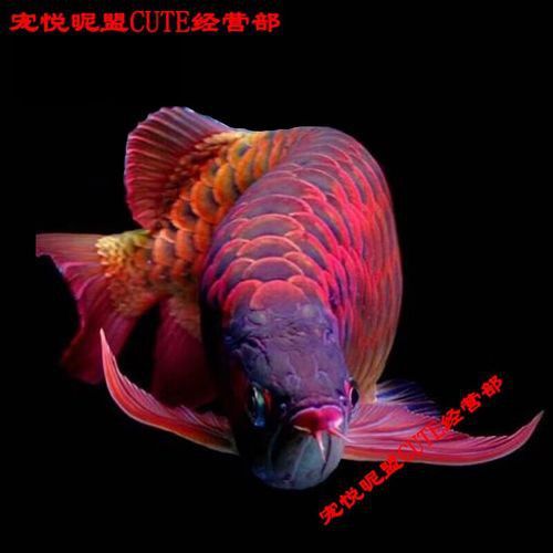 推薦一些性價比高的紅龍魚漁場