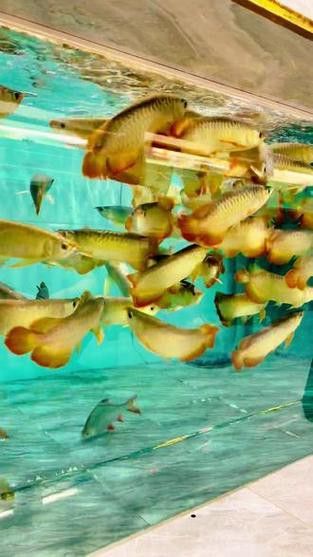 推薦一些性價比高的紅龍魚漁場
