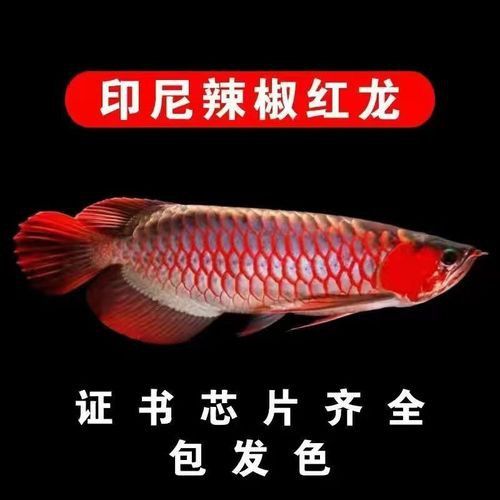 推薦一些性價比高的紅龍魚漁場