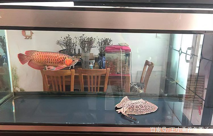 蝴蝶鯉跟龍魚混養會影響龍魚嗎怎么養