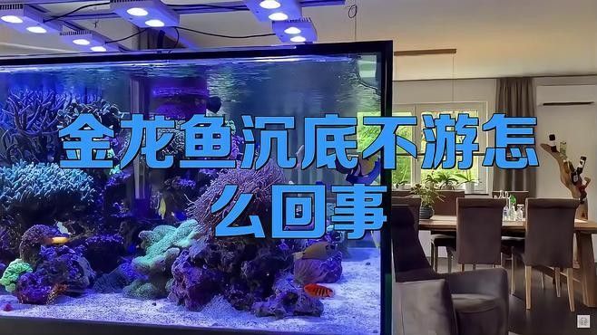 龍魚不吃食沉底怎么治療