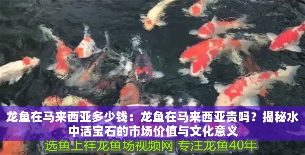 龍魚在馬來西亞多少錢：龍魚在馬來西亞貴嗎？揭秘水中活寶石的市場價值與文化意義