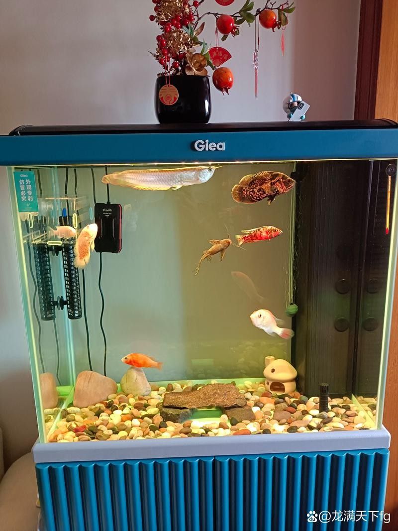 銀龍魚缸用什么顏色背景好看