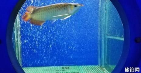 金龍魚在魚缸底下趴著不動了：金龍魚在魚缸底下趴著不動了怎么辦
