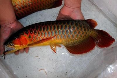 金龍魚在魚缸底下趴著不動了：金龍魚在魚缸底下趴著不動了怎么辦