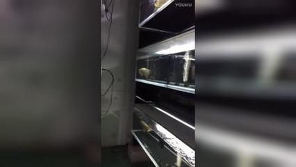廣州龍魚批發(fā)find祥龍魚場：廣州龍魚批發(fā)市場