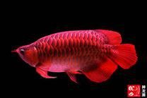紅龍魚尾鰭虎斑圖片
