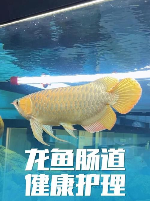 紅龍魚尾鰭虎斑圖片