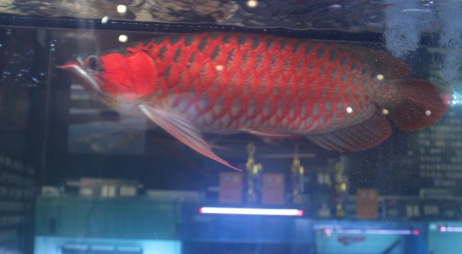 紅龍魚尾鰭虎斑圖片
