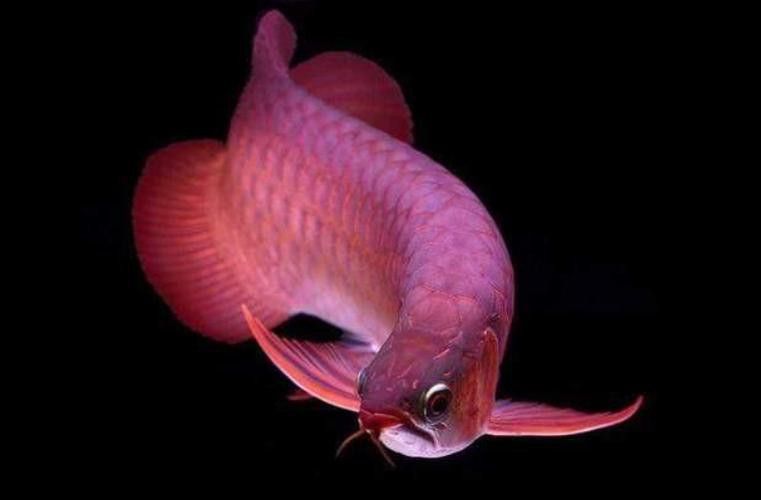 紅龍魚尾鰭虎斑圖片