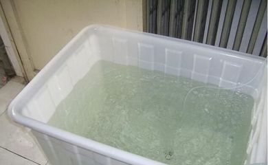 自來水養龍魚怎么處理：自來水養龍魚怎么處理自來水養龍魚怎么處理