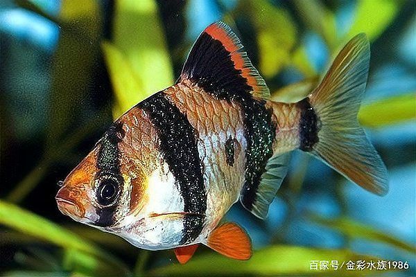 七彩龍魚的市場價格如何？