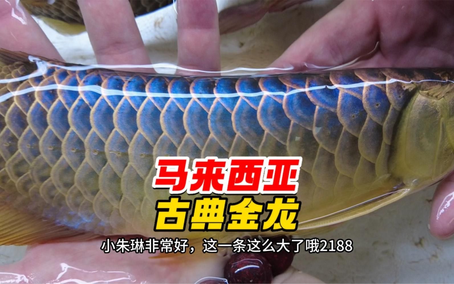 哪種24K過背金龍最稀有？