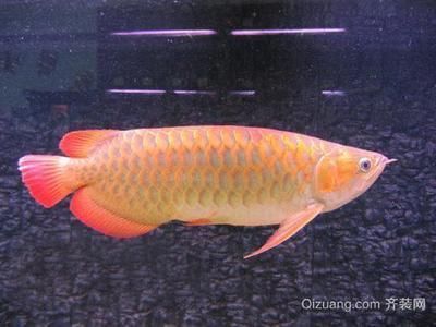 紅龍魚品質等級標準是什么樣的（怎么區分紅龍魚的品質等級）