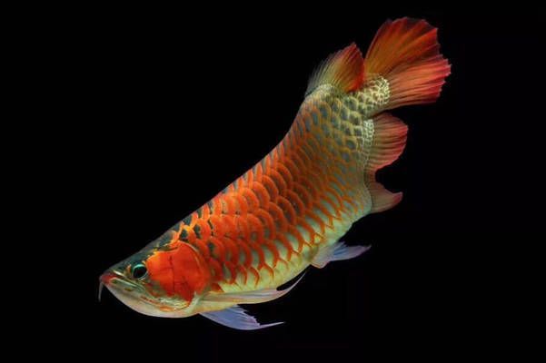 龍魚特點：龍魚是一種古老且珍稀的淡水魚類