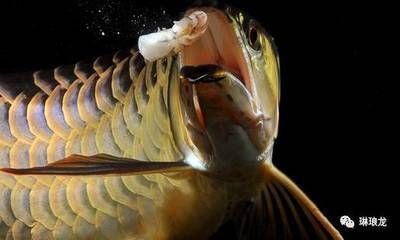 燈烤龍魚怎么區分：如何區分燈烤龍魚