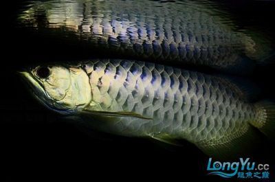 燈烤龍魚怎么區分：如何區分燈烤龍魚