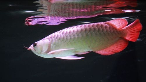 現(xiàn)實(shí)手被龍魚(yú)咬出血寓意（夢(mèng)見(jiàn)龍魚(yú)咬手出血怎么辦）