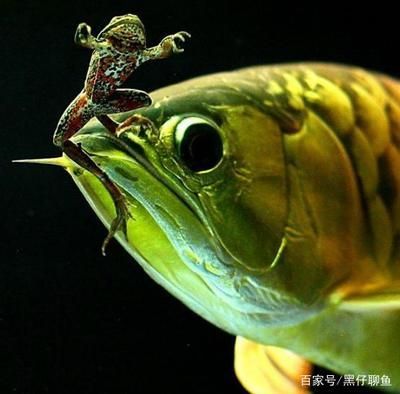 龍魚喂金蛙有什么好處，龍魚喂金蛙有什么好處嗎：喂食金蛙有什么好處，龍魚喂金蛙有什么好處