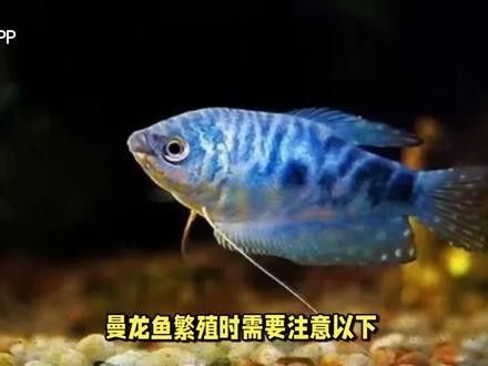 龍魚哪個品種最好繁殖