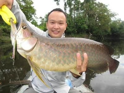 馬來西亞金龍魚養殖場在哪里：馬來西亞金龍魚養殖場