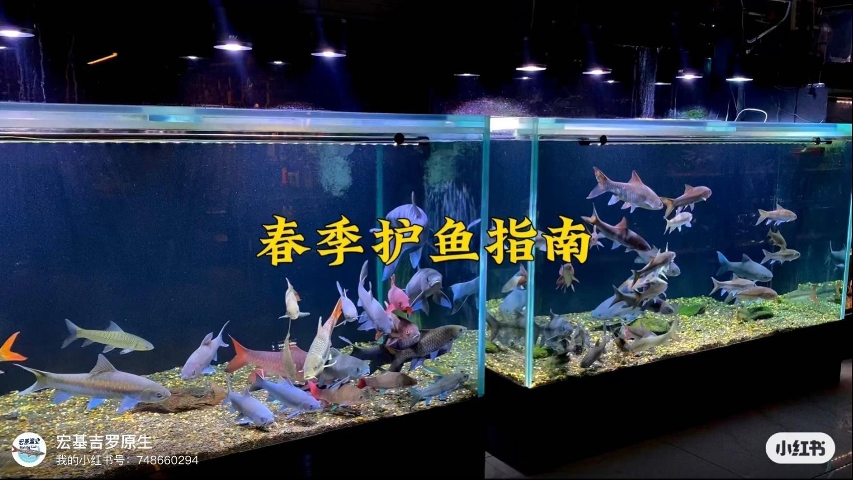 如何預(yù)防魚鰭根部再次發(fā)紅？