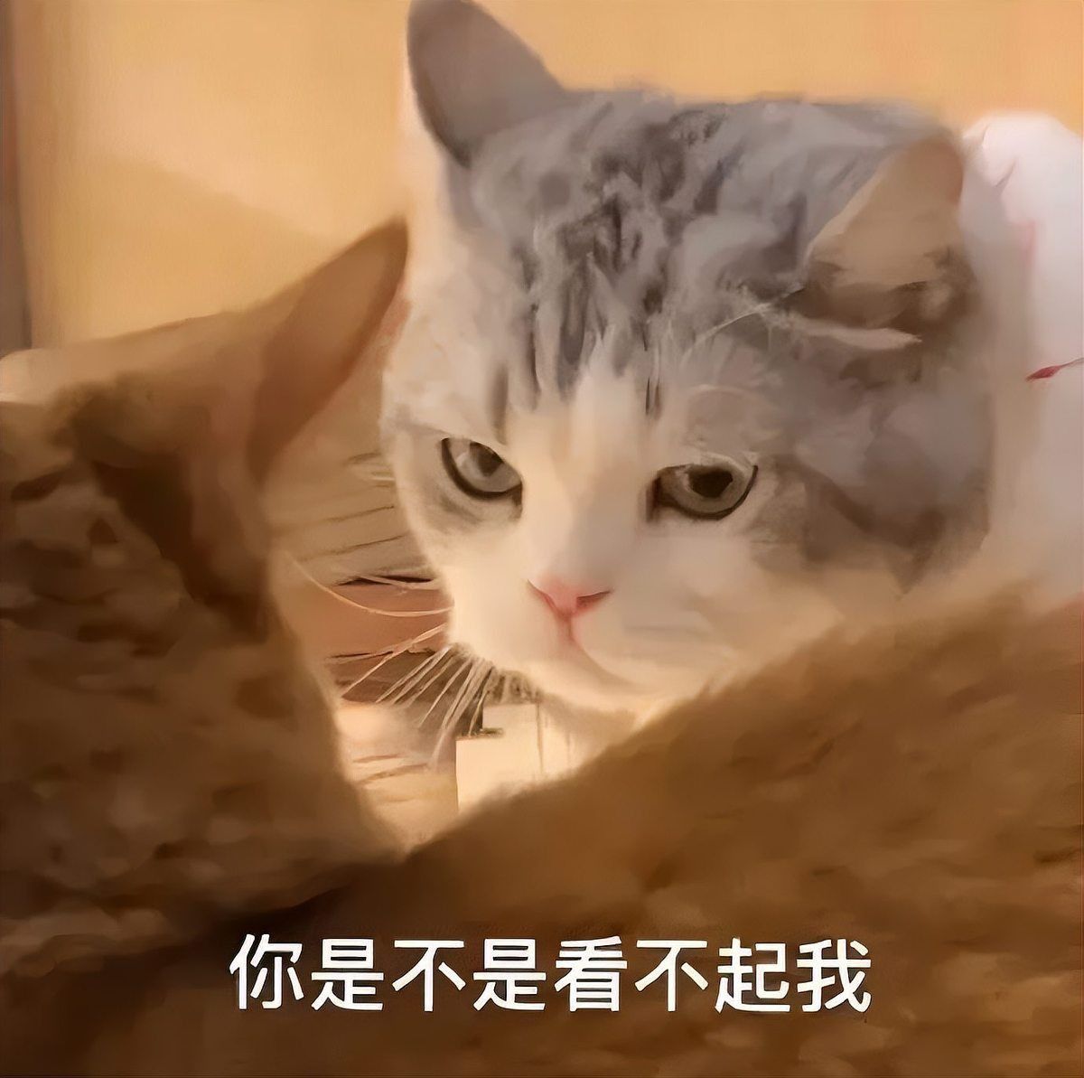 金魚貓最討厭三個東西