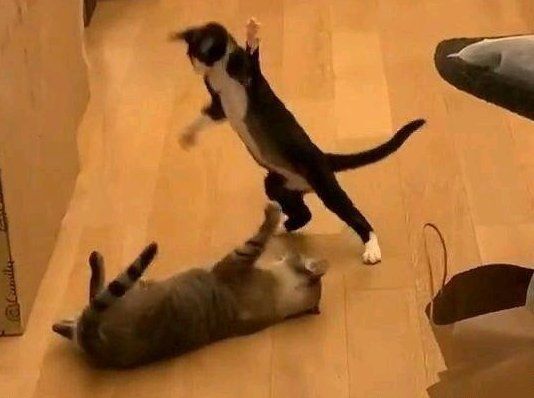 金魚貓最討厭三個東西