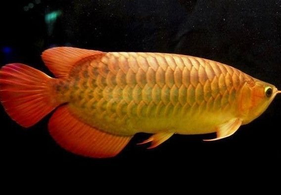 金龍魚還是紅龍魚貴一點